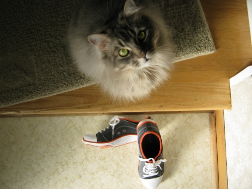 Cat with Natural Sport Sneakers